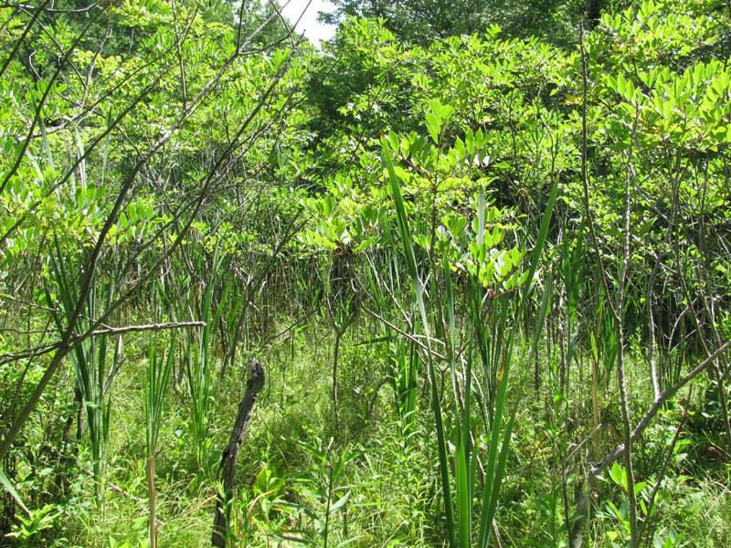 Poison Sumac - Red-cedar - Bayberry Fen